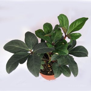 画像7: クリスマスローズ HGCスノーダンス4.5号