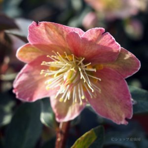 画像13: クリスマスローズ HGCスノーダンス6号