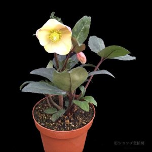 画像3: クリスマスローズ HGCスノーダンス4.5号