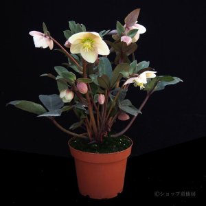 画像4: クリスマスローズ HGCスノーダンス4.5号