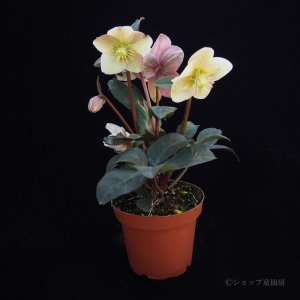 画像5: クリスマスローズ HGCスノーダンス4.5号