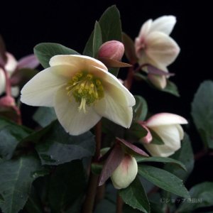 画像19: クリスマスローズ HGCスノーダンス4.5号