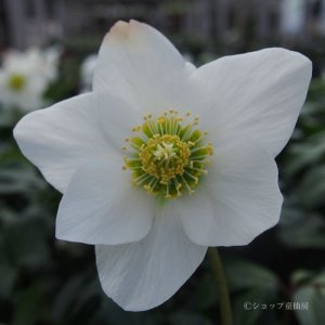 画像10: クリスマスローズ HGCジェスコ4.5号