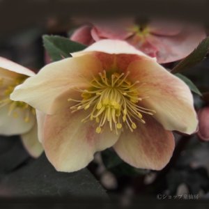 画像7: クリスマスローズ HGCキャメロット6号