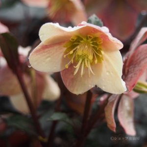 画像12: クリスマスローズ HGCキャメロット6号