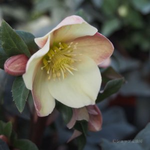 画像17: クリスマスローズ HGCキャメロット6号