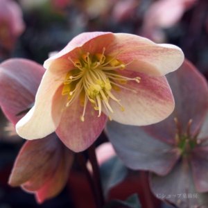 画像16: クリスマスローズ HGCキャメロット6号