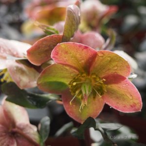 画像14: クリスマスローズ HGCキャメロット6号