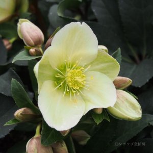 画像13: クリスマスローズ HGCマーロン4.5号