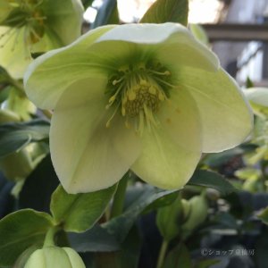 画像15: クリスマスローズ HGCアイスブレーカーマキシー4.5号