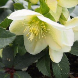 画像6: クリスマスローズ HGCアイスブレーカーマキシー4.5号