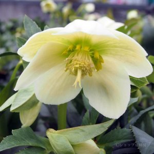 画像18: クリスマスローズ HGCアイスブレーカーマキシー4.5号