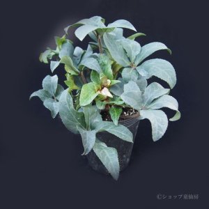 １１月上旬