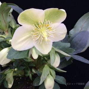 画像12: クリスマスローズ HGCアイスブレーカーマキシー4.5号