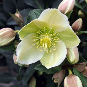 画像11: クリスマスローズ HGCマーロン4.5号