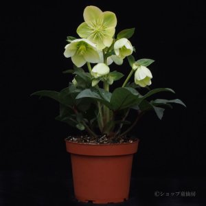 画像7: クリスマスローズ HGCアイスブレーカーマキシー4.5号