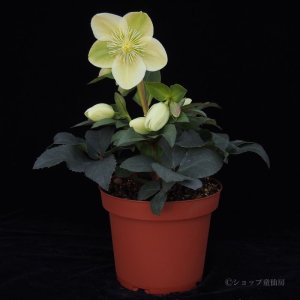 画像3: クリスマスローズ HGCアイスブレーカーマキシー4.5号