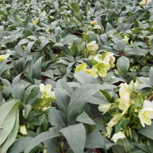 画像9: クリスマスローズ HGCアイスブレーカーマキシー4.5号