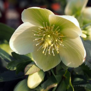 画像19: クリスマスローズ HGCアイスブレーカーマキシー4.5号