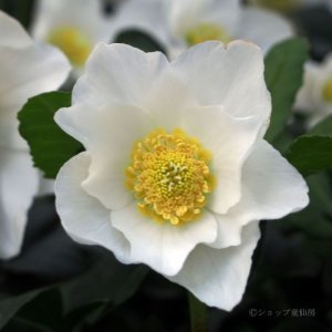 画像17: クリスマスローズ F1“GMマリア3.5号