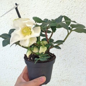 画像5: クリスマスローズ F1“GMマリア3.5号