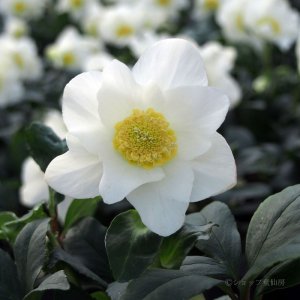 画像18: クリスマスローズ F1“GMマリア3.5号