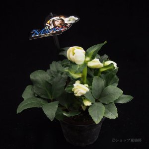 画像4: クリスマスローズ F1“GMマリア3.5号