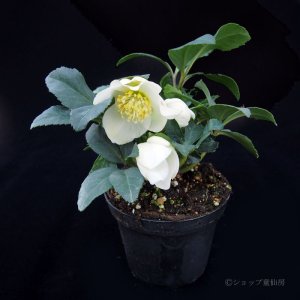 画像13: クリスマスローズ F1“GMマリア3.5号