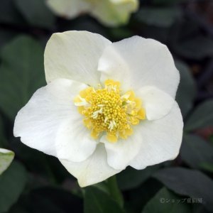 画像7: クリスマスローズ F1“GMマリア3.5号