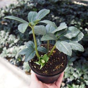 画像12: クリスマスローズ F1“GMマリア3.5号