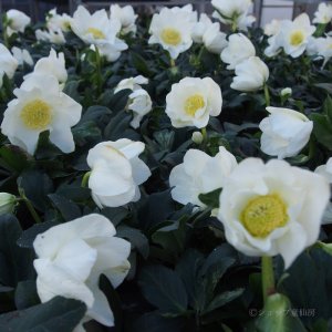 画像10: クリスマスローズ F1“GMマリア3.5号