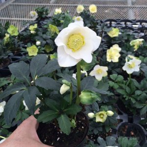 画像3: クリスマスローズ F1“GMマリア3.5号