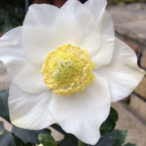 画像15: クリスマスローズ F1“GMマリア3.5号