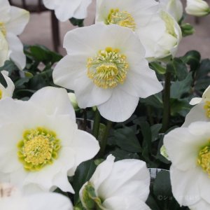 画像16: クリスマスローズ F1“GMマリア3.5号