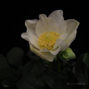 画像14: クリスマスローズ F1“GMマリア3.5号