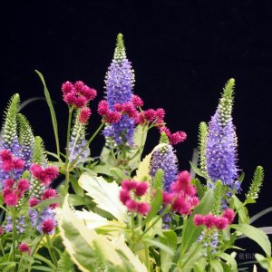 画像8: 寄せ植え No'40