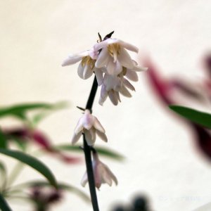 画像12: コクリュウ 3.5号 12ポットセット