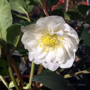 画像12: クリスマスローズ HGCツインスピリッツ4.5号