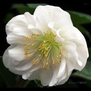 画像16: クリスマスローズ HGCツインスピリッツ4.5号