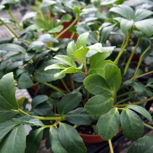 画像10: クリスマスローズ HGCツインスピリッツ4.5号