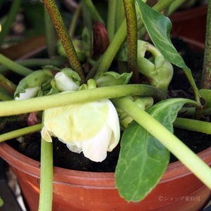 画像15: クリスマスローズ HGCツインスピリッツ4.5号