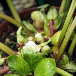 画像14: クリスマスローズ HGCツインスピリッツ4.5号