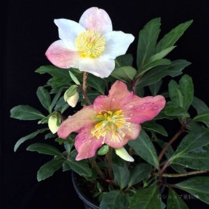 画像7: 【品種おまかせ】クリスマスローズ  ニゲル種 4.5号