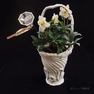 画像14: クリスマスローズ HGCパウロ4.5号