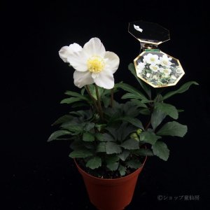 画像3: 【品種おまかせ】クリスマスローズ  ニゲル種 4.5号