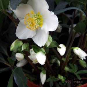 画像6: 【品種おまかせ】クリスマスローズ  ニゲル種 4.5号