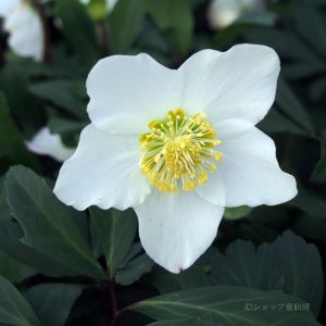 画像4: 【品種おまかせ】クリスマスローズ  ニゲル種 4.5号