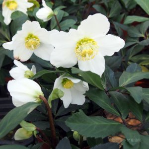 画像5: 【品種おまかせ】クリスマスローズ  ニゲル種 4.5号