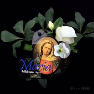 画像9: クリスマスローズ F1“GMマリア3.5号