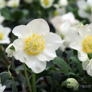 画像8: クリスマスローズ F1“GMマリア3.5号